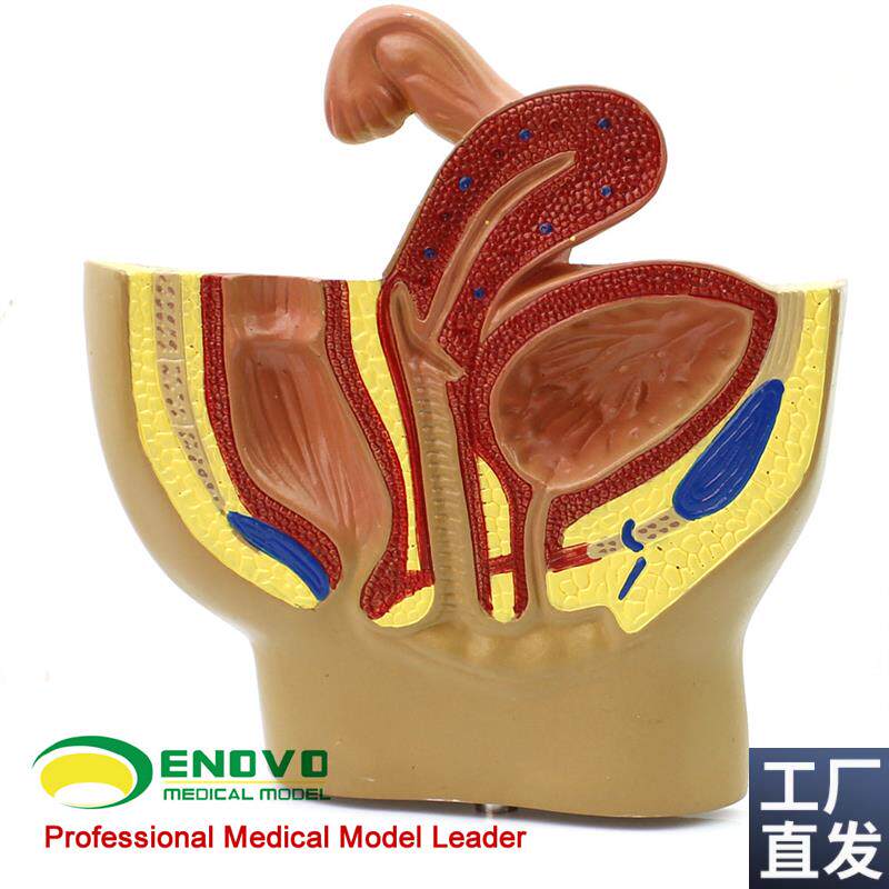 颐诺正品女d性盆腔系统生殖系统输卵管膀胱阴道直肠模型妇科医院