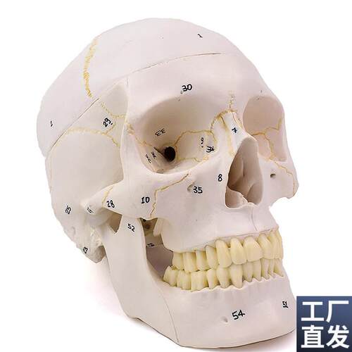 ENOVO颐诺1:1医学用仿真成人人体头骨模型头颅骨T模型口腔颅骨颌