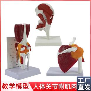 人体关节附肌肉模型髋r关节肩锁关节肩峰结构膝关节肌肉解剖