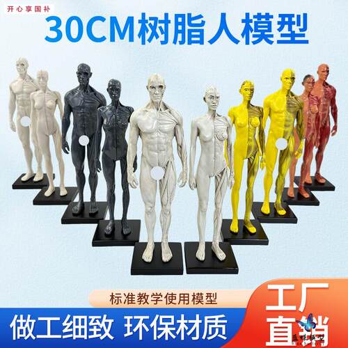 30cm艺用树脂人体模型肌肉骨骼S解剖结构美术模型CG绘画雕塑教学