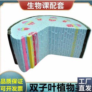 双子叶植物茎模型植物细胞叶绿体叶子结构根尖解剖桃花Z小麦花衣