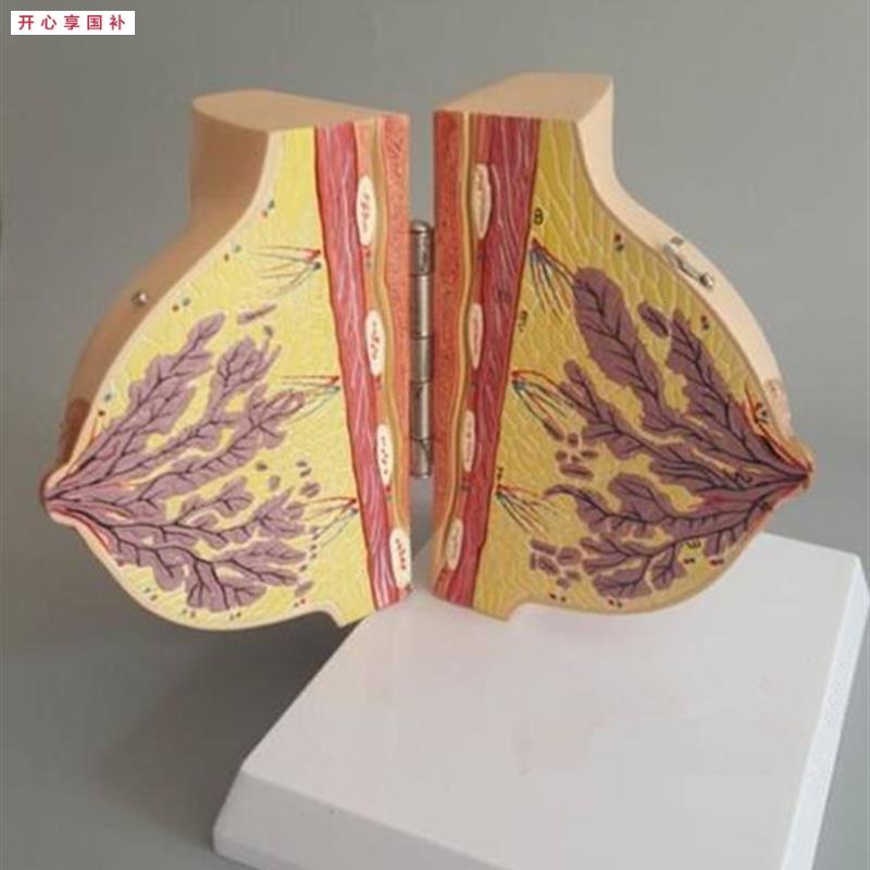 静止期女性乳房解剖模型妇科m胸部示范教学标本