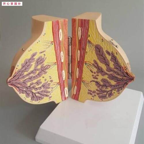 静止期女性乳房解剖模型妇科m胸部示范教学标本