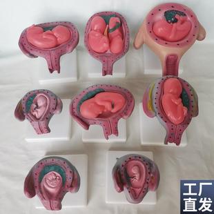 人体妊娠胚胎f儿发育过程模型受精卵子宫组织胚胎模型人体模型子