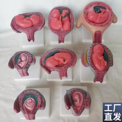 人体妊娠胚胎f儿发育过程模型受精卵子宫组织胚胎模型人体模型子