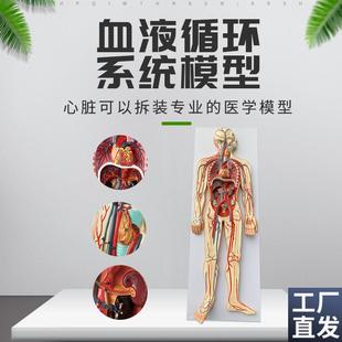 人体血液循环系统模型全身内脏器官解G剖教学教具心脏血管演示模