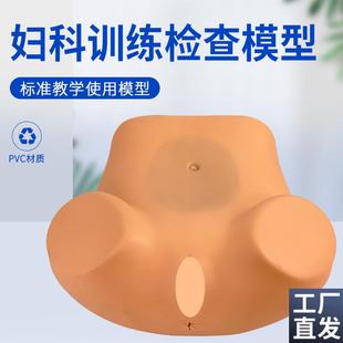 妇科检查a模型妇科训练模型妇产科技能操作训练模型医学用教学具