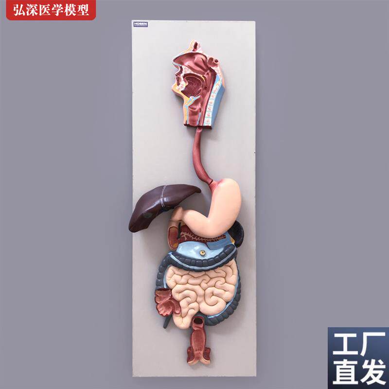 人体消化系统模型胃肠肝胆解剖结构造幼儿园科P学教学模具医学教