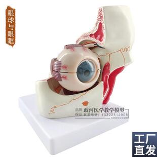 眼球与眼眶d放大模型眼和视神经模型可拆十部分眼睛解剖结构模型