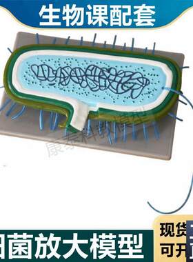 细菌模型生物学教具原核核糖体B细胞质病毒放大实验教具医用教学