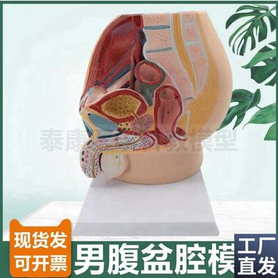 男腹腔模型盆腔正中切内外生殖y器泌尿生殖睾丸前列腺男科医患沟