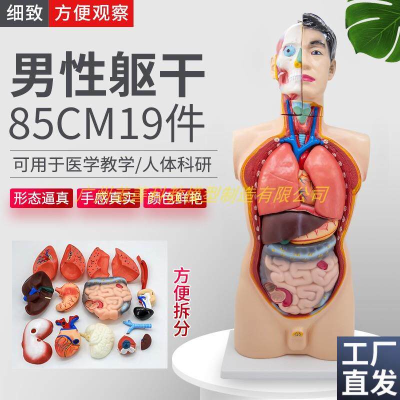 85cm人体男性躯干模p型19件内脏器官肌肉解剖心脏肝脾肺肾医学教