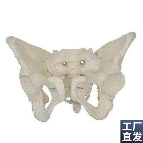 女性骨盆模型自然大骨盆t关节骶骨耻骨结构造妇产科展示教学医学