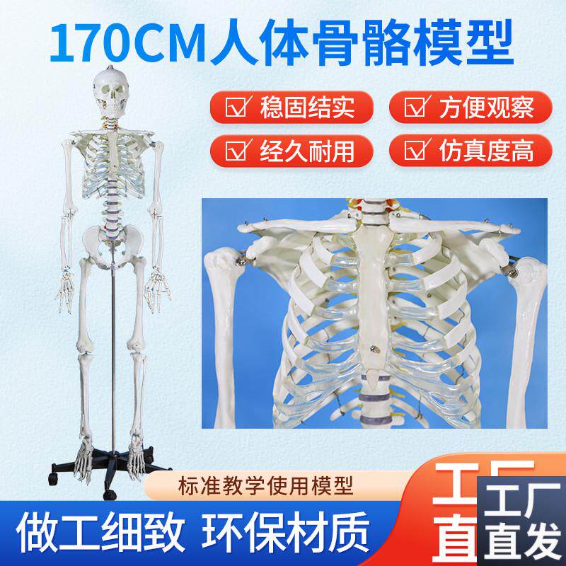 170CM医学全j身人体骨骼模型骨盆瑜伽关节可拆卸解剖结构骨架标本