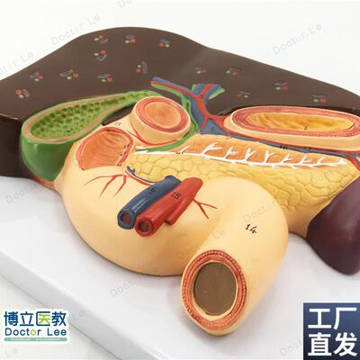 胰脾肝胆十二指肠浮雕模型肝模型胰腺模型十二指肠.模型胃模型