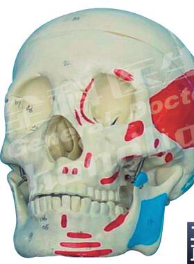 成人头颅骨肌肉着色z模型A11111/2