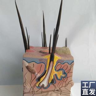病态狗皮肤解剖模型动物皮肤教学教仪L犬科教学宠物模型畜牧
