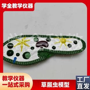 草履虫模型初高中学生物教学演示实验G器材模型教具草履虫解剖模