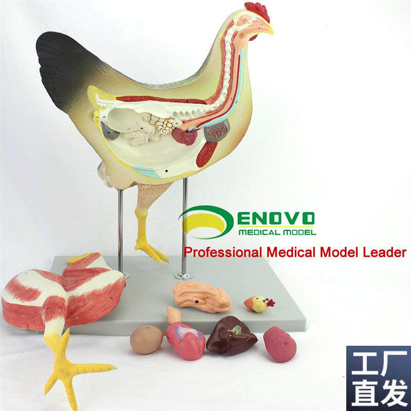 ENOVO正品h鸡解剖模型牧器官内脏肌肉神经家禽畜兽医学习动物解剖