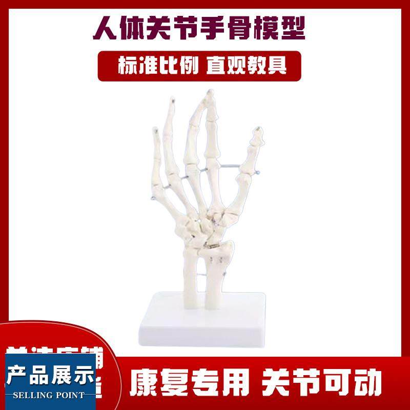 人体手骨模型医用关节骨骼模型可活动教具功能展示康复教学用具,玩具/童车/益智/积木/模型,其他模型玩具,淘宝优惠券,粉丝福利购,淘宝优惠卷