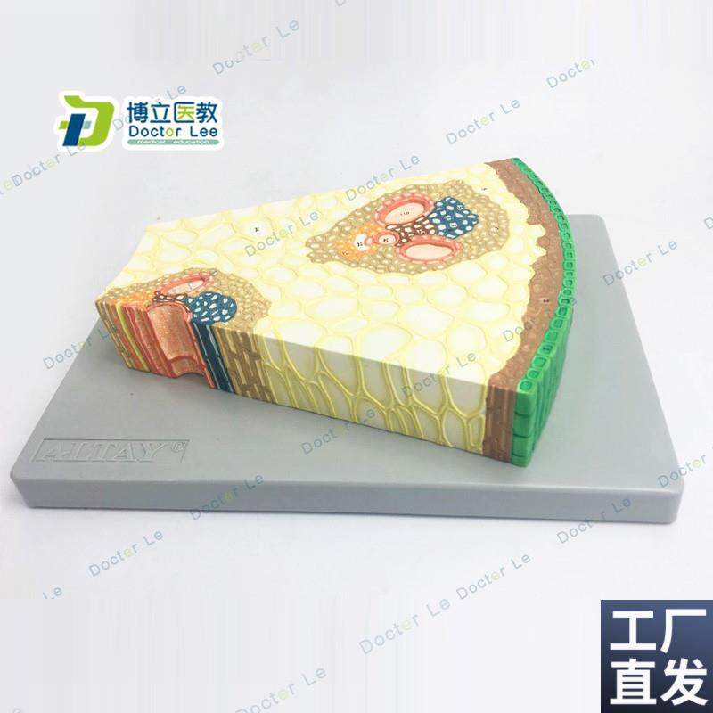 细胞组织生物教学模型植物模型单F子叶植物茎构造纵横切面模型