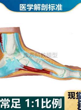 脚模型正常扁平弓形畸形r足解剖脚底功能康复足骨仿真健身教学用