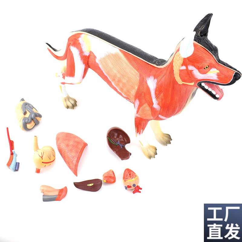 ENOVO颐诺狗解剖模型犬器官组织肌肉脏L器标本畜牧兽医动物解剖