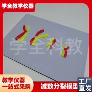 减数分裂中染色体变化模型组件磁吸式磁贴高中生物实验.器材教学