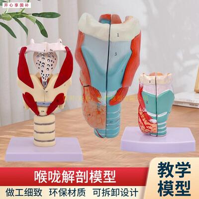 自然大喉头解剖模型喉结构放大咽I喉喉部甲状腺耳鼻喉科教学模型