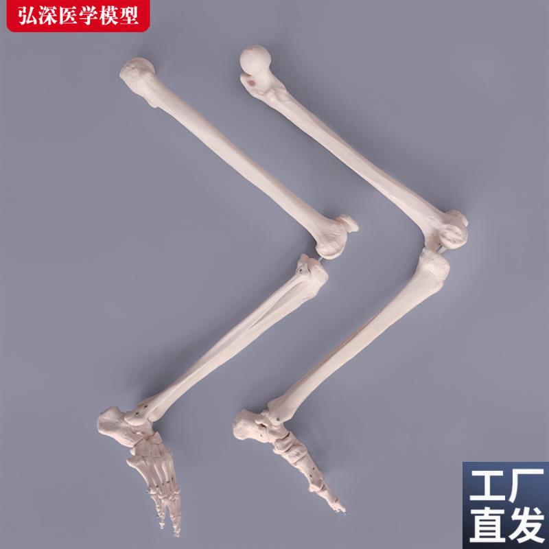 腿骨模型人体下肢关节股骨胫骨腓骨脚掌骨骼结构医学教.学教具模