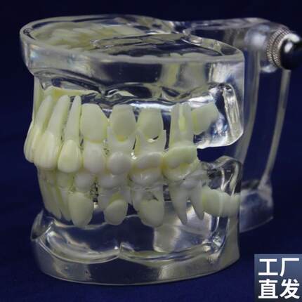 ENOVO颐诺全透明乳恒牙交替模型儿童牙齿列发育X指导刷牙模型