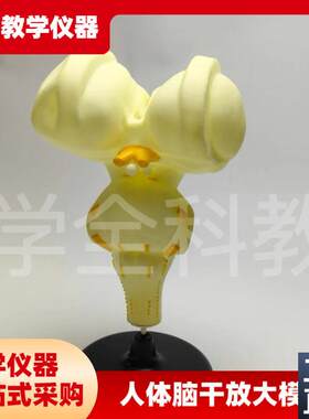 人体脑干放大模型初高中生物脑干E医学演示教学研究分析解剖模型