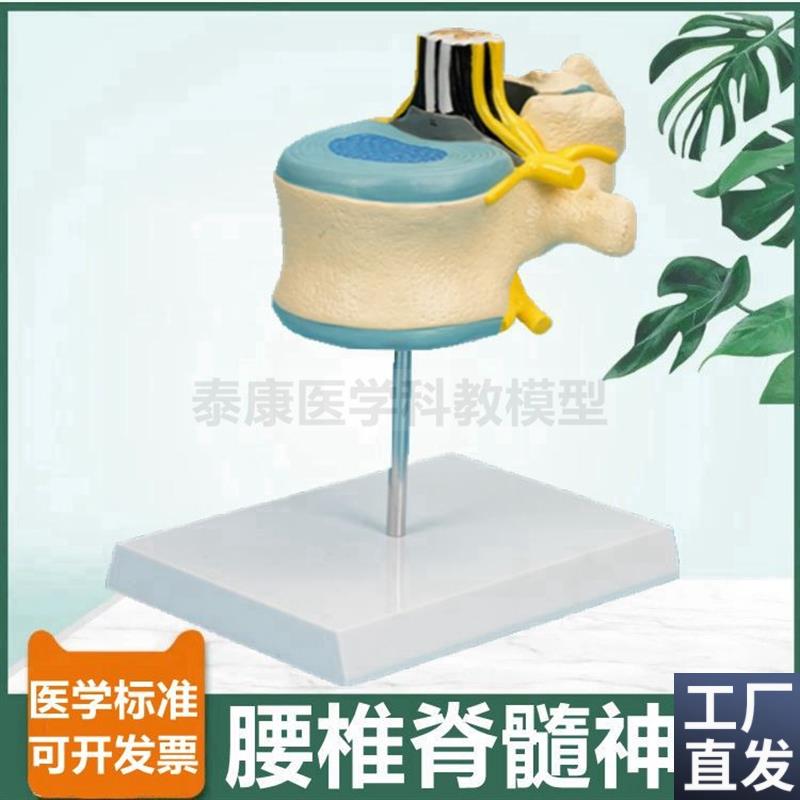 腰椎解剖模型椎管脊髓神经根蛛网膜软G脊膜麻醉科教学中枢周围神