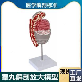 睾丸模型附睾输精管男性生殖精子发C育过程生殖细胞男科医患临床
