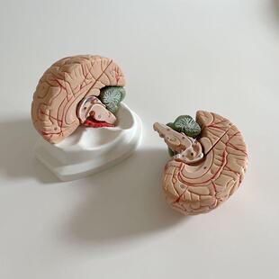 脑解剖模型脑干延髓小脑额叶颞叶端脑神经科大脑Q皮层功能定位促
