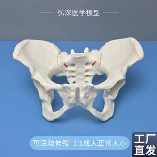 女性骨盆模型可活动伸缩q松紧成人体1比1妇科产后康复助产瑜伽教