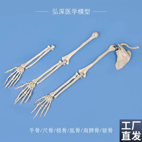 手骨尺骨桡骨肱骨肩胛骨模型人体上肢腕关节骨骼S结构医学教学模