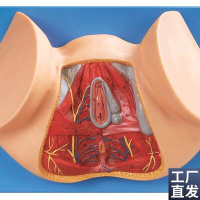 女性会阴模U型/解剖模型A15113/女性阴道切开模型