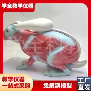 兔子解剖模型立体仿真内脏可拆卸拼装皮肤骨骼头S骨透明牙齿生物