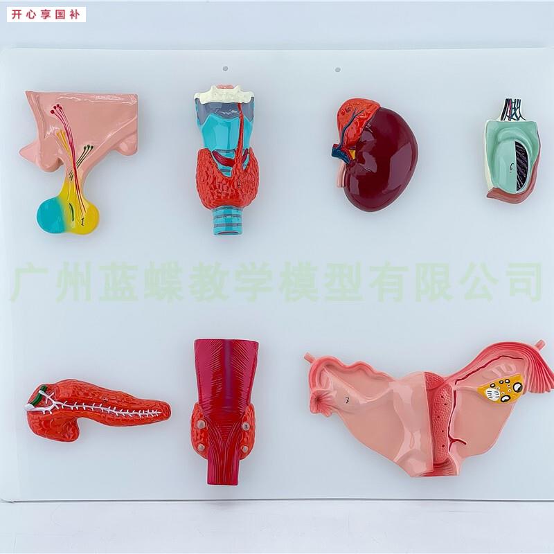 人体内分泌器官模型垂体甲状腺肾上腺睾丸y胰甲装旁腺卵巢