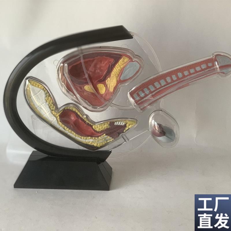 透明男性生殖器解剖阴茎海绵体y膀胱睾丸肛肠内脏科普教具演示人