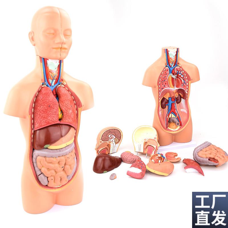 ENOVO颐诺中型人体器官u解剖模型内脏器标本医学解剖学系统心肝胃
