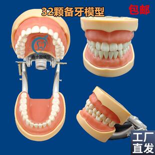 牙科口腔教学模型32颗备牙模型可拆卸牙齿排龈练W习软牙龈包邮