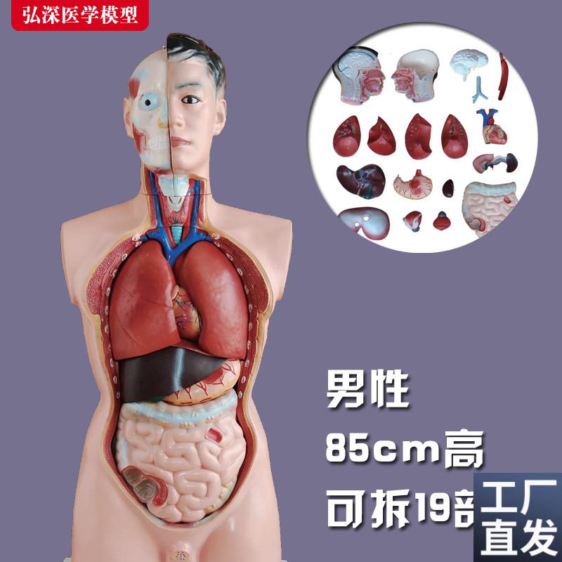 人体躯干模型内脏胸腹部器官x解剖男性五脏心肝脾肺肾医学模具玩