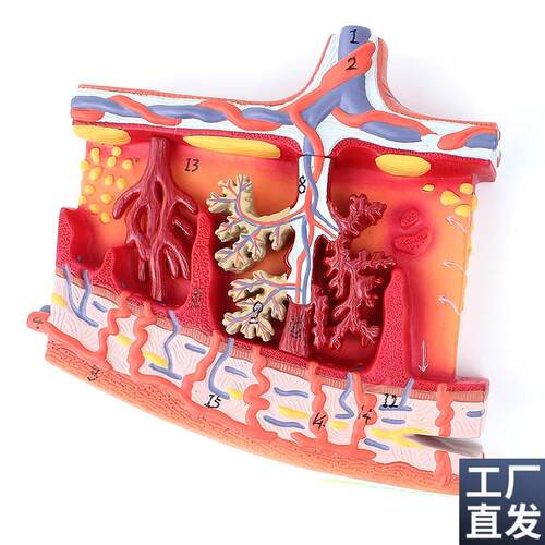 ENOVO颐诺胎盘组织放大模型组织胚胎胎儿妇产科教学plaWcenta培训