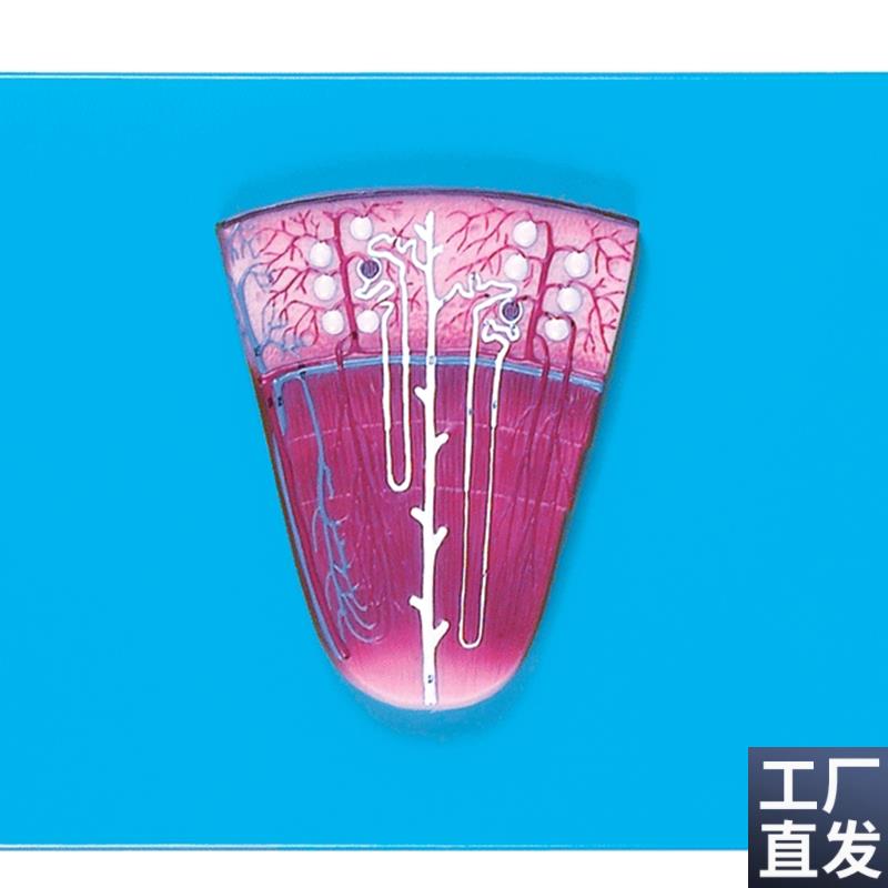 肾与肾单位肾l小球放大模型A14007