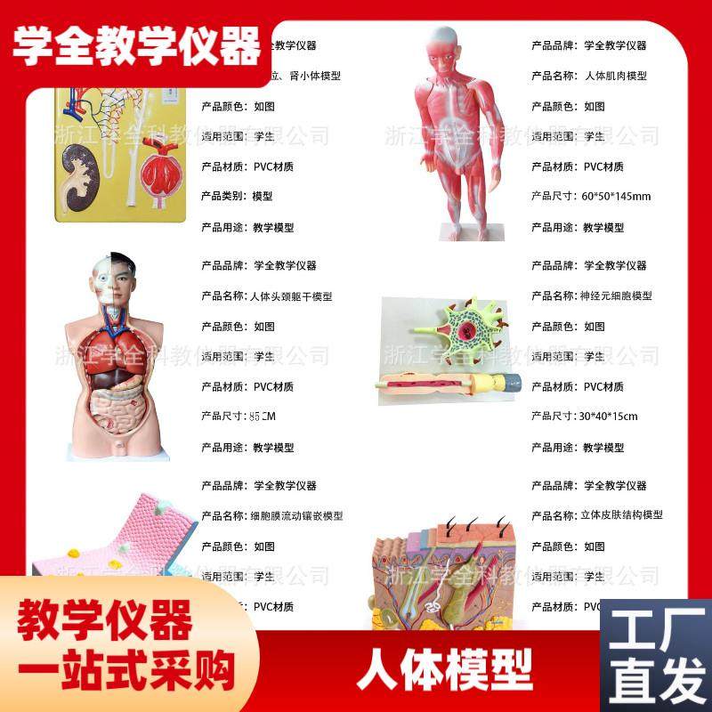 人体模型生c物模型初高中生物实验器材中学生物教学教学模型展示,文具电教/文化用品/商务用品,教学标本/模型,淘宝优惠券,粉丝福利购,淘宝优惠卷