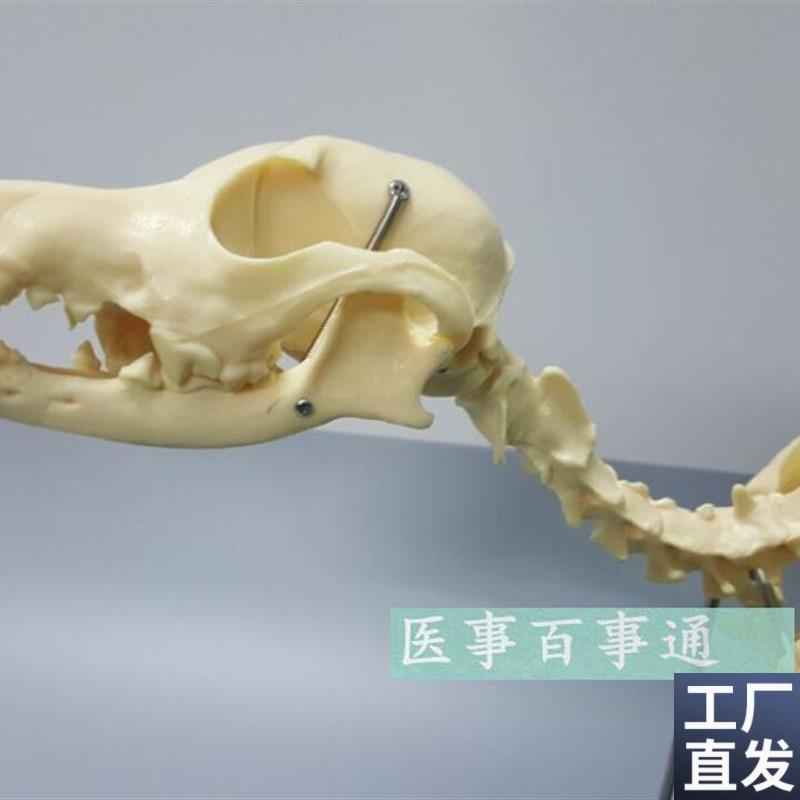 狗骨模型骨标本狗解剖猫狗骨架犬犬骨N模型犬骨架动物模型