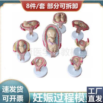 妊娠过程模型足月妊娠腹腔盆腔解剖可拆卸受精P卵形成胚胎发育生