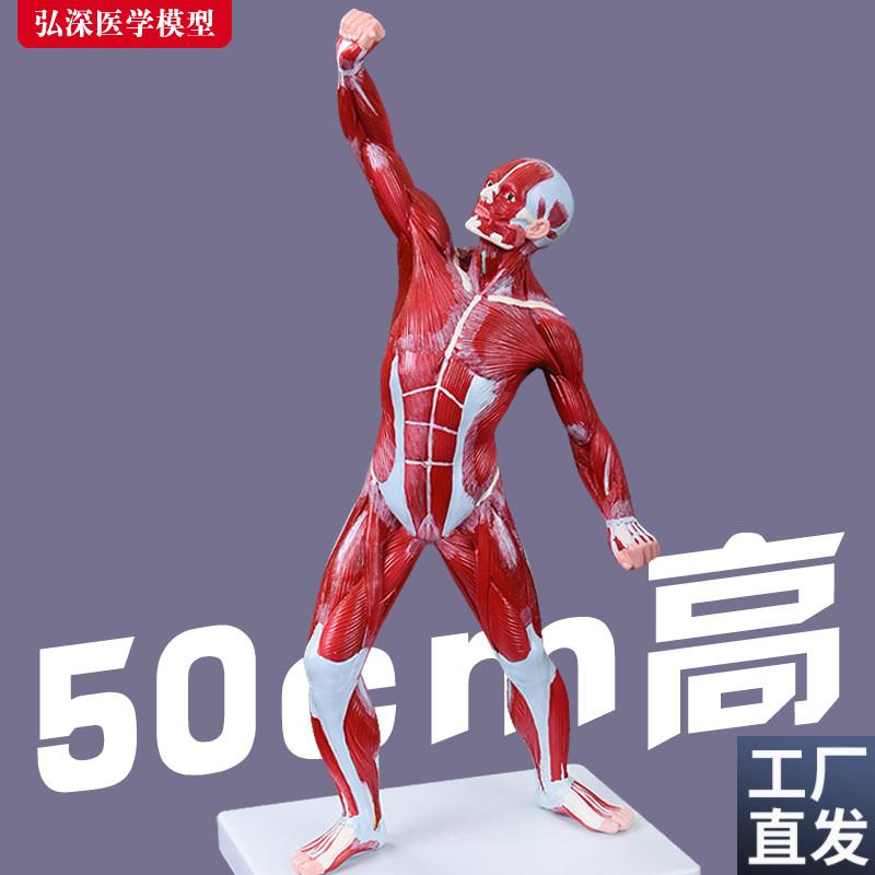 人体全身肌肉模h型50cm运动状态浅层解剖结构医学教学模具仿真道